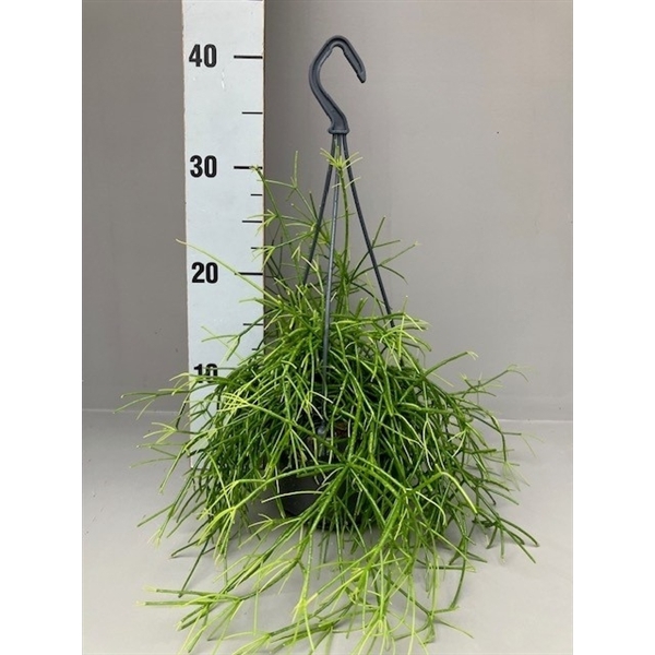 <h4>Rhipsalis cassutha oasis</h4>