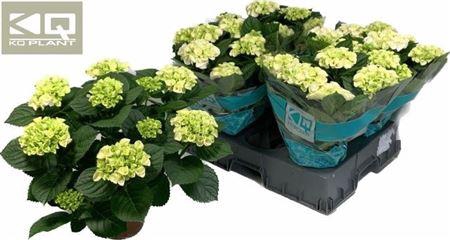 <h4>Hydr M Hi Ice</h4>