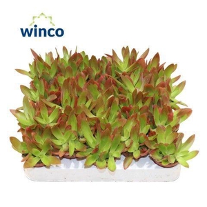 Crassula Capitella Campfire (Red)