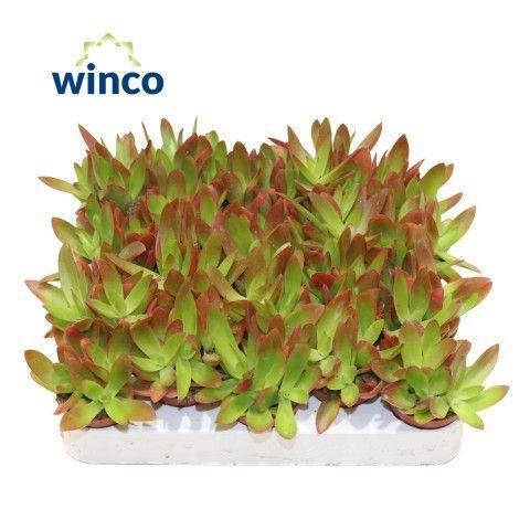 <h4>Crassula Capitella Campfire (Red)</h4>