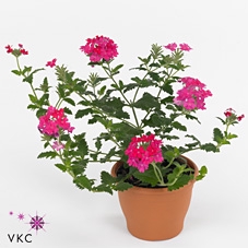 VERBE T HOT PINK