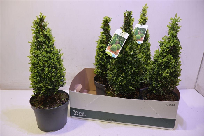 <h4>arr8 Buxu Se Pyramidalis</h4>