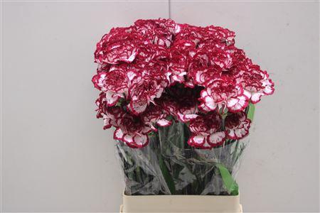 <h4>Di St Bacarat</h4>