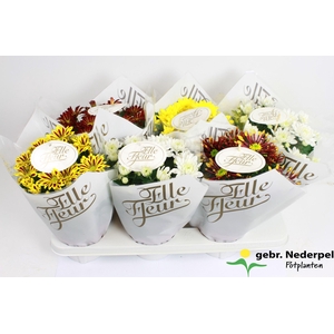 Chrysanthemum Indicum Grp Elle Fleur gold
