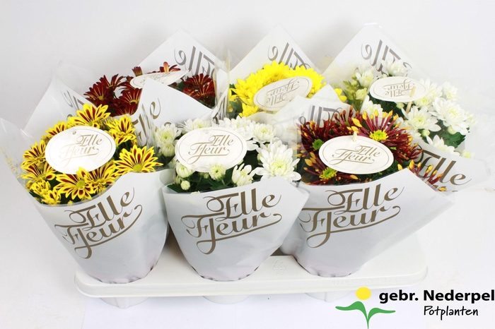<h4>Chrysanthemum Indicum Grp Elle Fleur gold</h4>