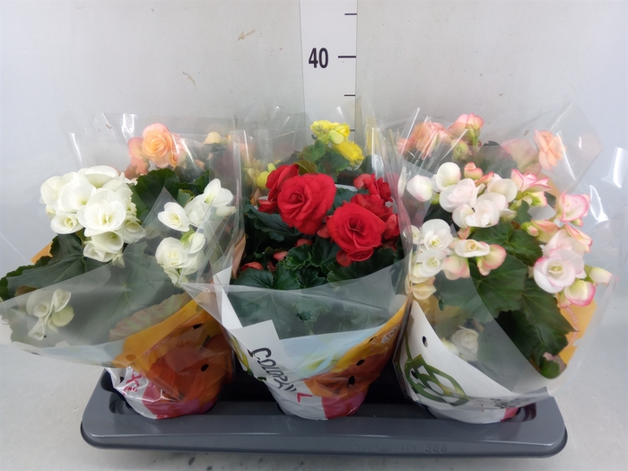 <h4>Begonia elat. DU   ...mix</h4>