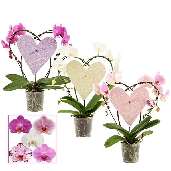 <h4>Phalaenopsis gemengd</h4>