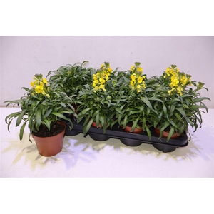 Erys Linifolium Yellow