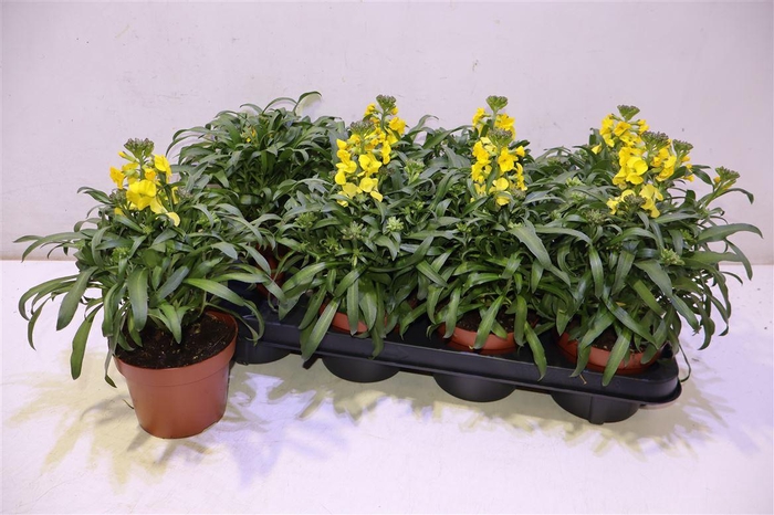 <h4>Erys Linifolium Yellow</h4>