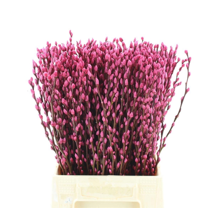 <h4>SALIX OV KLB H%</h4>