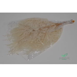 DRIED FLOWERS - BRACKENFERN PRESERVED BLEACHED 10pcs