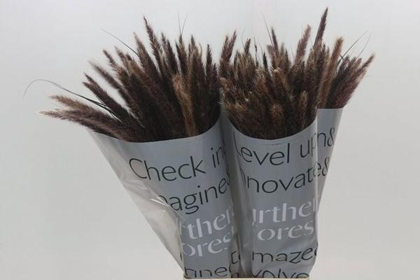 <h4>PENNISETUM OVERIG</h4>