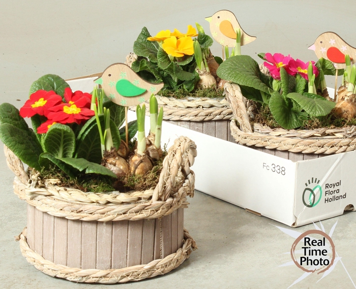 <h4>ARR TUINPLANTEN</h4>