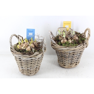 arr4 Bollenmix MB - Kubu mandje kl. x3