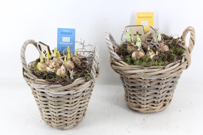 <h4>arr4 Bollenmix MB - Kubu mandje kl. x3</h4>