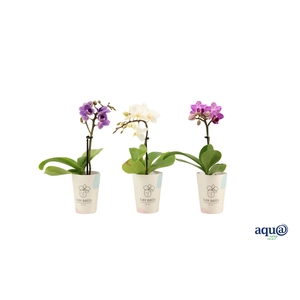 Cover Tiny Dolls Phal Tiny Dolls Mix 1T7+ Aqu@