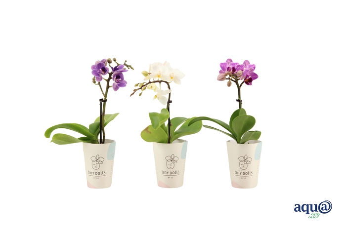 <h4>Cover Tiny Dolls Phal Tiny Dolls Mix 1T7+ Aqu@</h4>