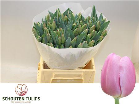 <h4>Tu En Lydia</h4>