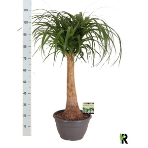 BEAUCARNEA RECUR