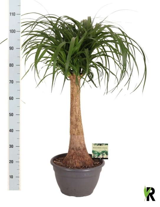 <h4>BEAUCARNEA RECUR</h4>