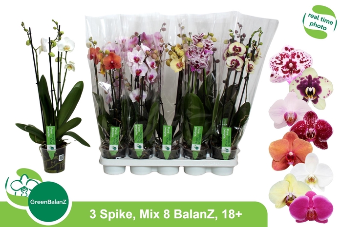 <h4>PHAL GEM 8 KL</h4>