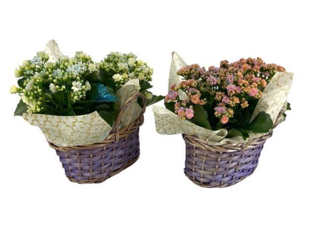 <h4>KAL GE GEM 4 KL</h4>