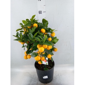 Citrus   ...