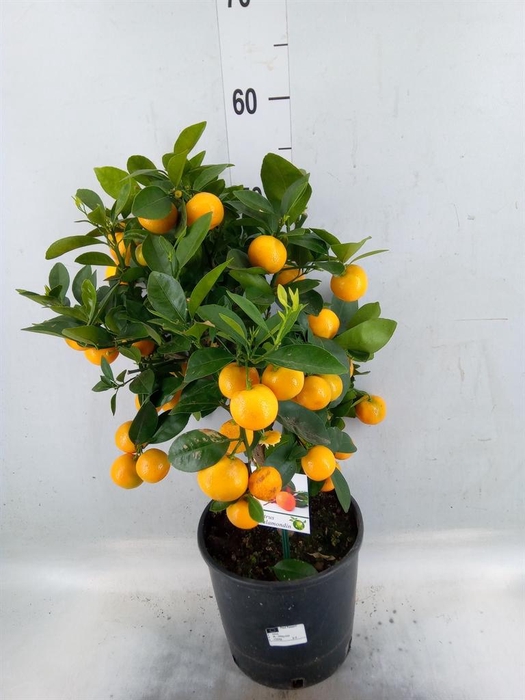 <h4>Citrus   ...</h4>