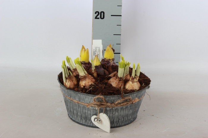 <h4>ARR BOL KNOLGEWAS</h4>