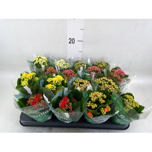 Kalanchoe blos. 'RosDon Collection'