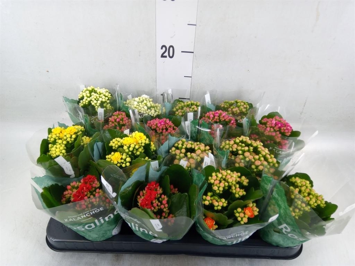 <h4>Kalanchoe blos. 'RosDon Collection'</h4>