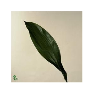 ASPIDISTRA
