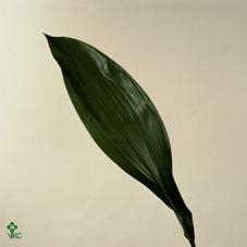 <h4>ASPIDISTRA</h4>