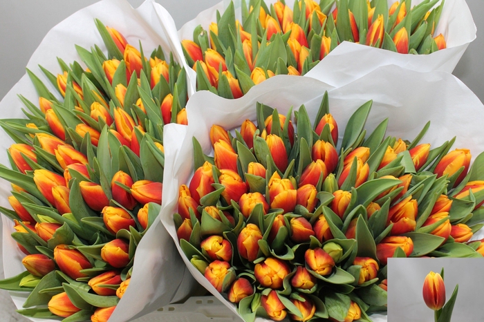 <h4>TU EN BOMBITA</h4>