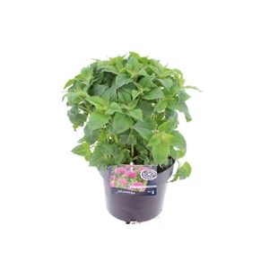 Monarda lam. Elegant Rose Pink