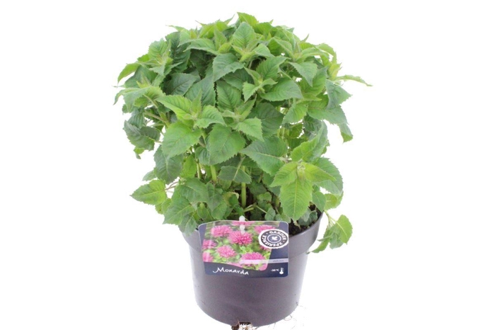 <h4>Monarda lam. Elegant Rose Pink</h4>