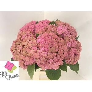 HYDR M ROYAL KISS CL