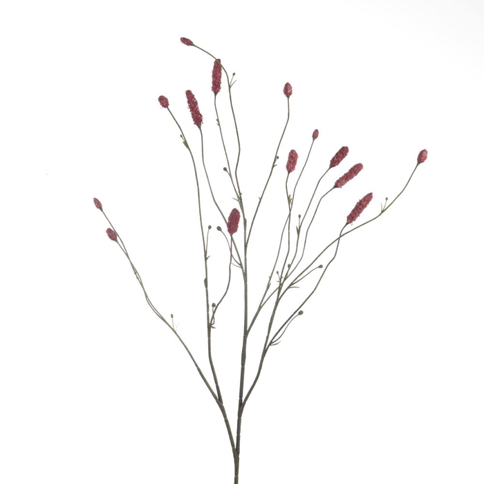 <h4>Af Sanguisorba X14 L109 Magent</h4>