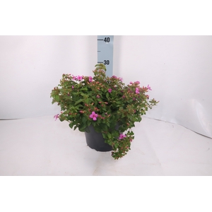 CENTRADENIA CASCADE