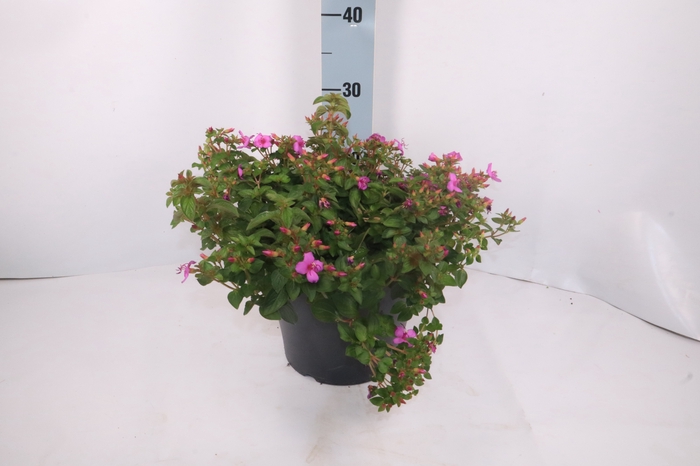<h4>CENTRADENIA CASCADE</h4>