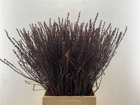 <h4>Myrica Gale</h4>