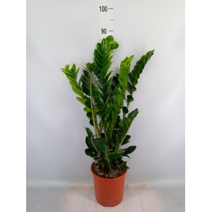 Zamioculcas zamiifolia