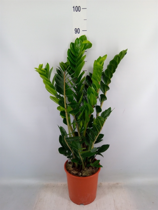 <h4>Zamioculcas zamiifolia</h4>