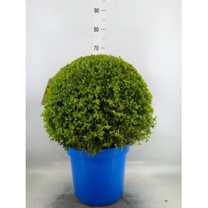 Buxus semp.   ...