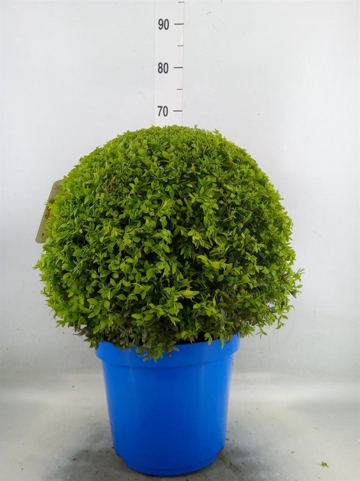 <h4>Buxus semp.   ...</h4>