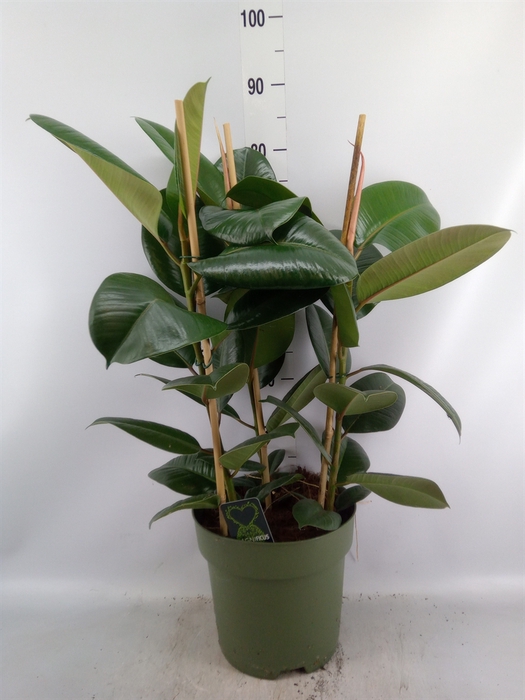 <h4>Ficus elastica 'Robusta'</h4>