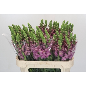 Antirrhinum Potomac Lavender