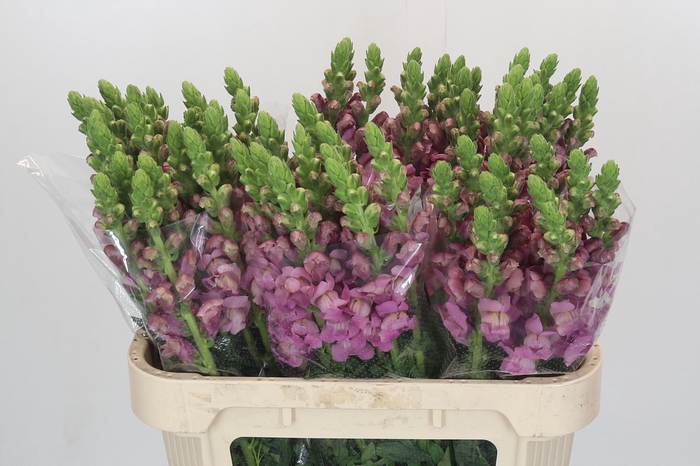 <h4>Antirrhinum Potomac Lavender</h4>