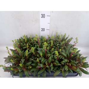 Crassula rosularis