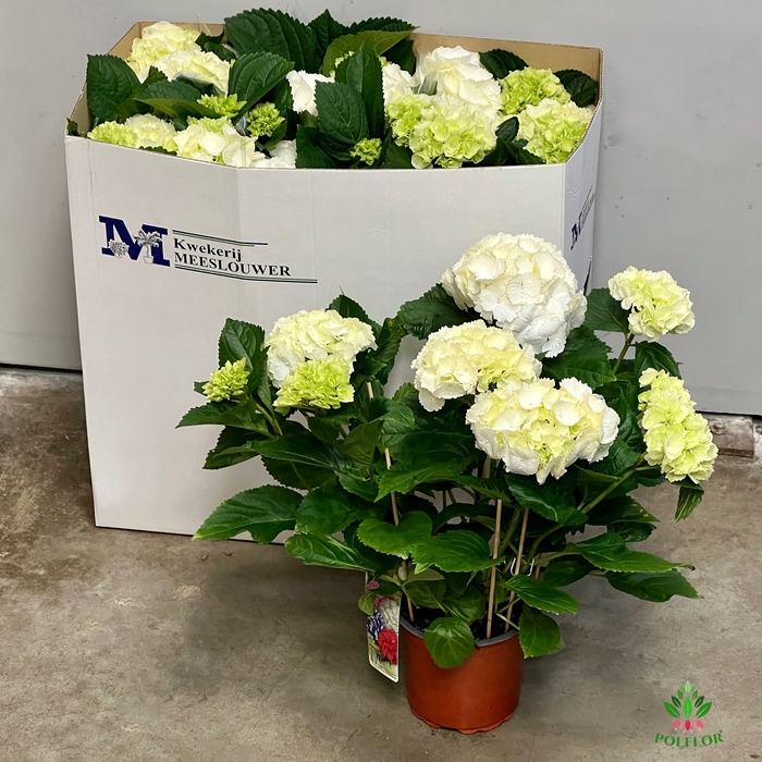 Hortensja Biała 15Ø 40cm 7-8 fl